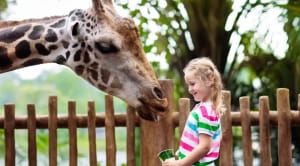 Girl feeding giraffe